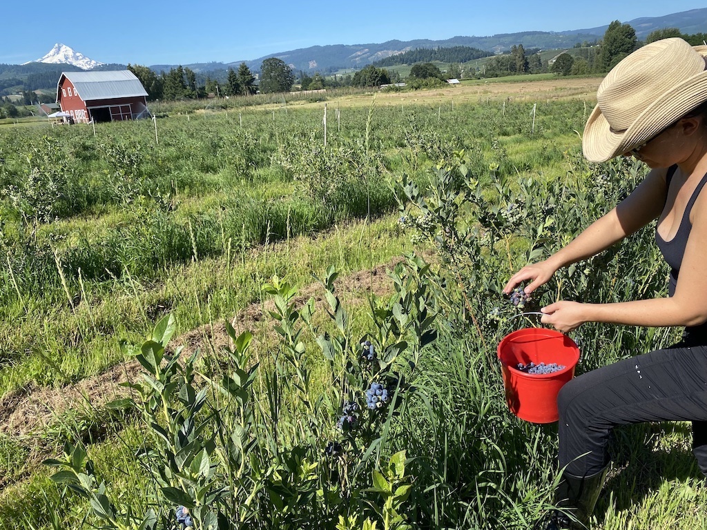 Anne Cocquyt on her blueberry farm